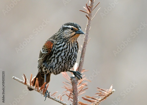 Red-wing bird standing on small tree branches on a sunny day with blur background photo