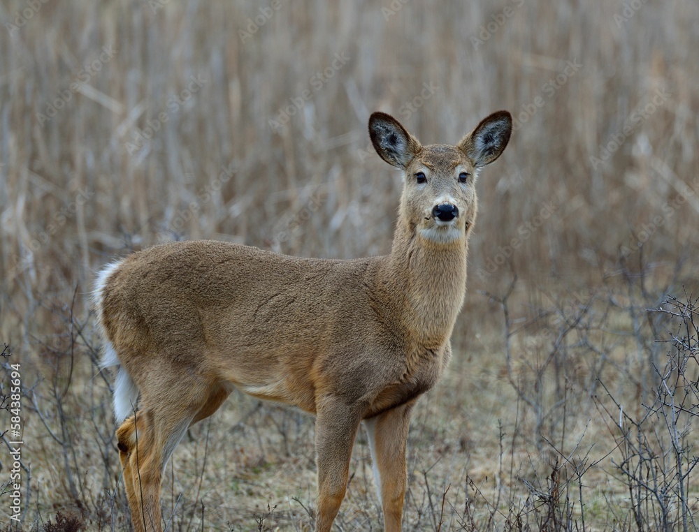 Young deer standing in the field at daytime Young deer standing in the field at daytime