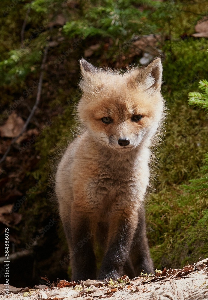 Cute kit fox in the forest in spring
