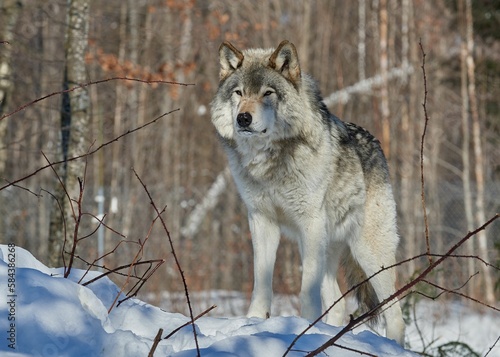 Scenic view of a wild timberwolf found roaming around in the woods © Joewilson/Wirestock Creators
