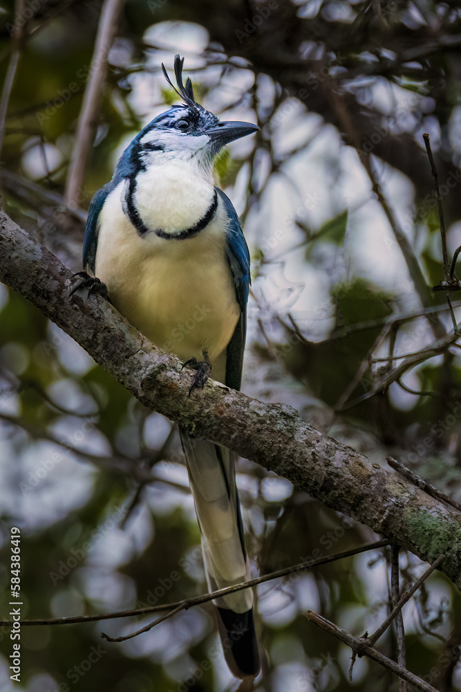 white-throated magpie-jay white-throated magpie-jay