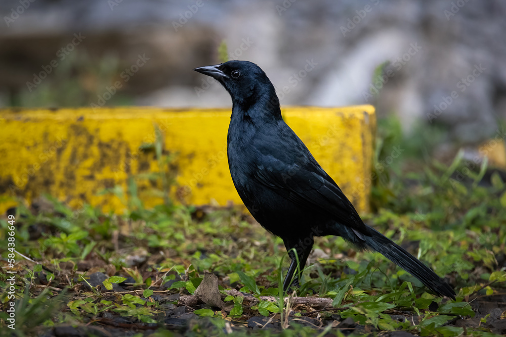 crow on the ground crow on the ground