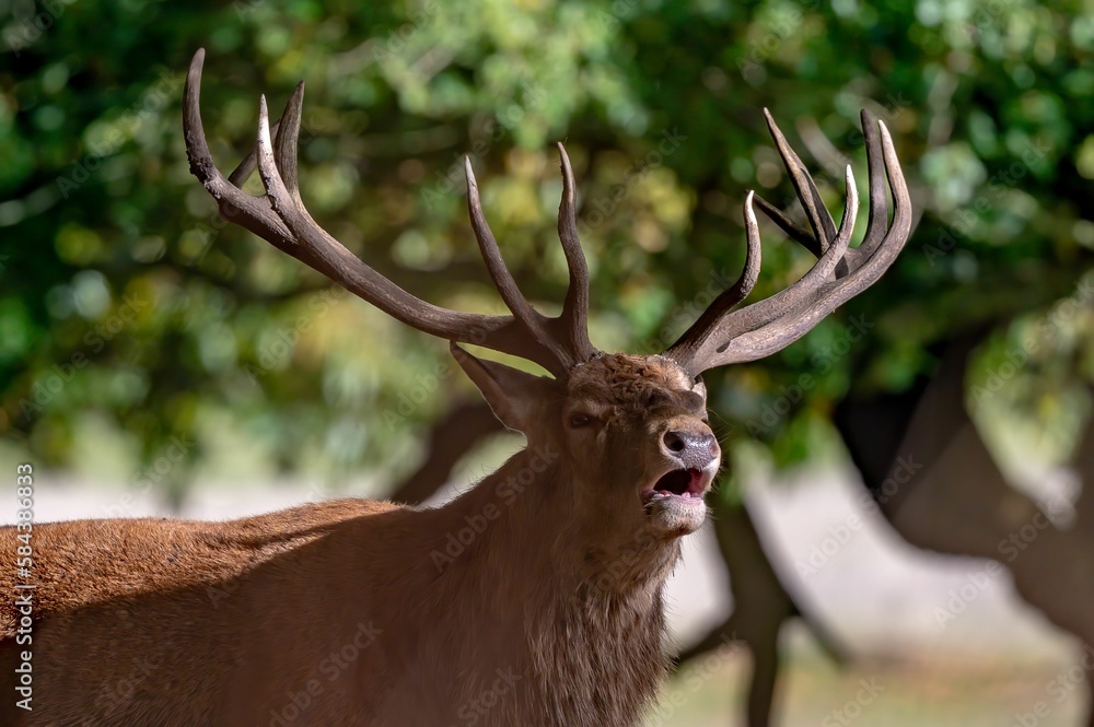 Large red deer with antlers growling on a rural field in the UK Large red deer with antlers growling on a rural field in the UK