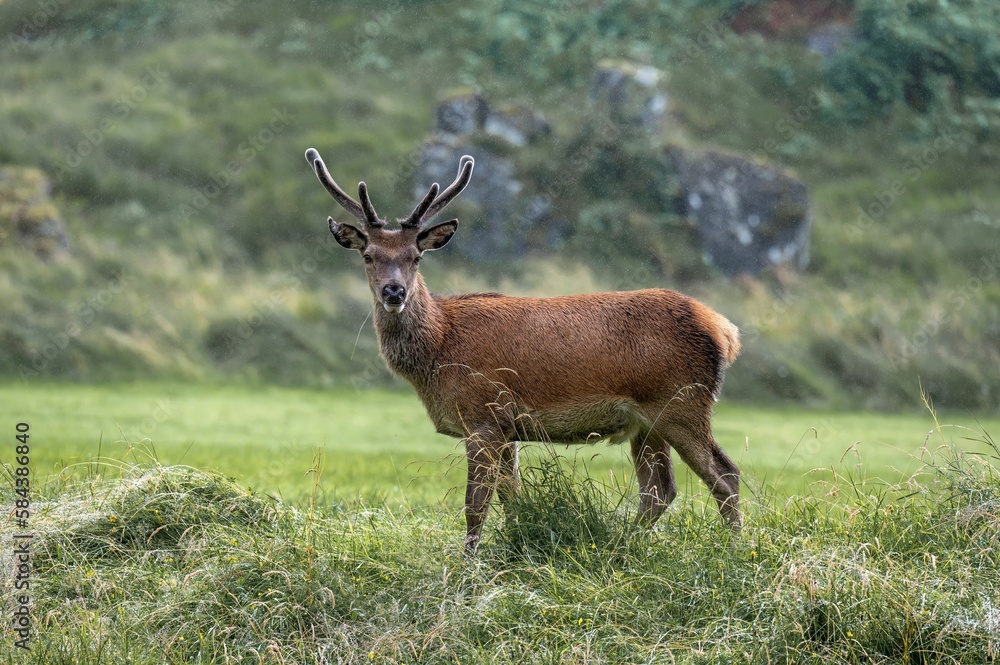 Large red deer with antlers grazing on a rural field in the UK Large red deer with antlers grazing on a rural field in the UK