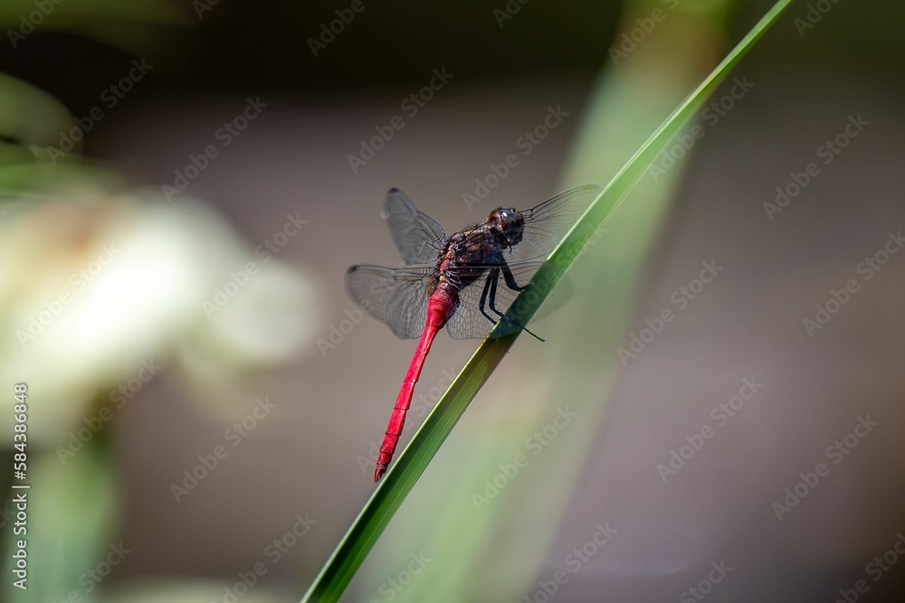 Selective focus shot of a red Australian damselfly on a reed Selective focus shot of a red Australian damselfly on a reed