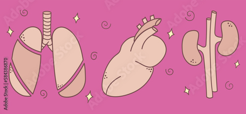 Set of human organs for donation in pink color. Vector illustration in doodle flat style.