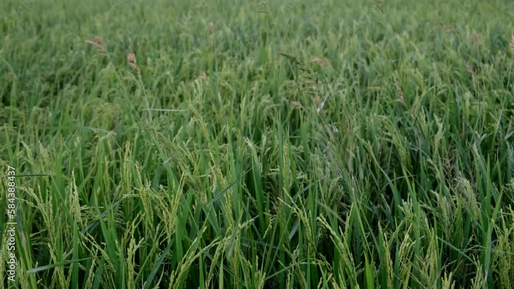 Rice and grass growing up together. Rice and grass growing up together.