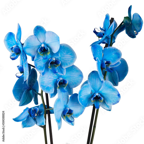 blue orchid flower on white backround