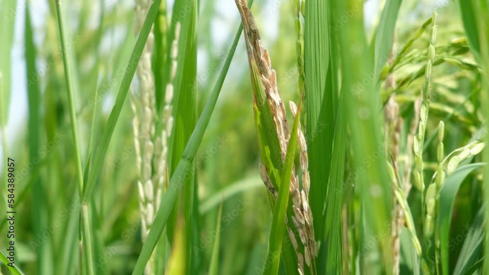A Rice blast is a fungus that feeds on the rice plant. A Rice blast is a fungus that feeds on the rice plant.