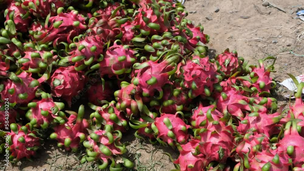 Dragon fruit farm in Vietnam. Dragon fruit farm in Vietnam.