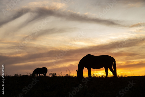 Silhouette of two horses grazing at sunset time in Sao Francisco de Paula, Rio Grande do Sul, Brazil