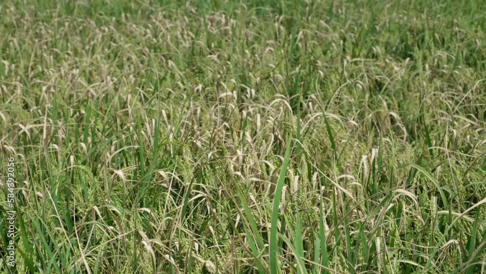 Sheath blight. Rice field diseases. Rice field in Vietnam. Sheath blight. Rice field diseases. Rice field in Vietnam.
