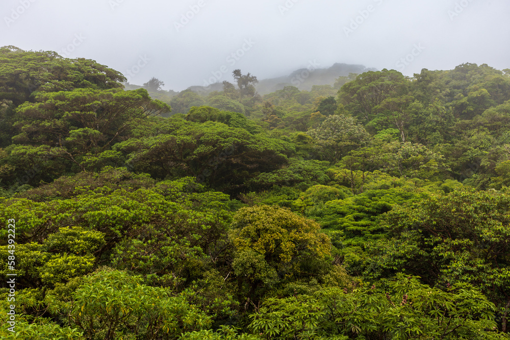 Fototapeta premium Rainforest