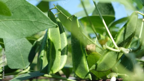 Phaseolus on the vine. Images lima bean.