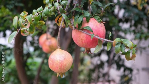 Pomegranate in the garden. Pomegranate is a fungus that feeds on the rice plant.