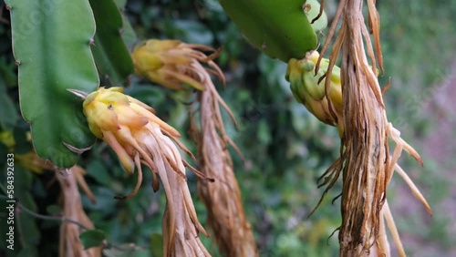 Dragon fruit plant diseases. The young dragon is wilted and dying.