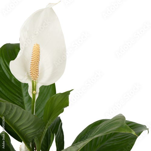 white lily flower