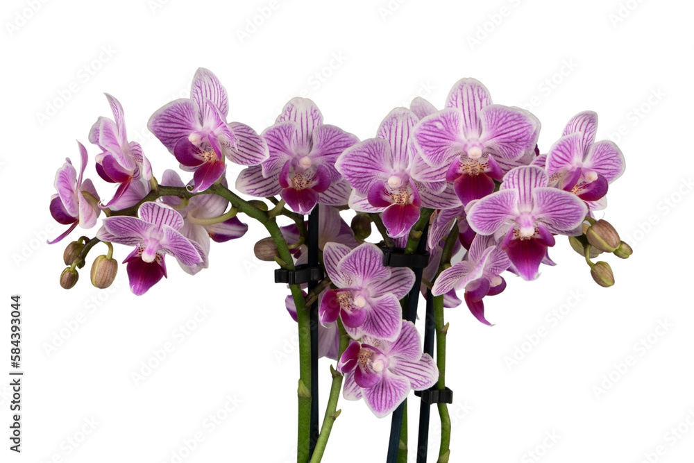 Obraz premium purple orchid isolated on white background