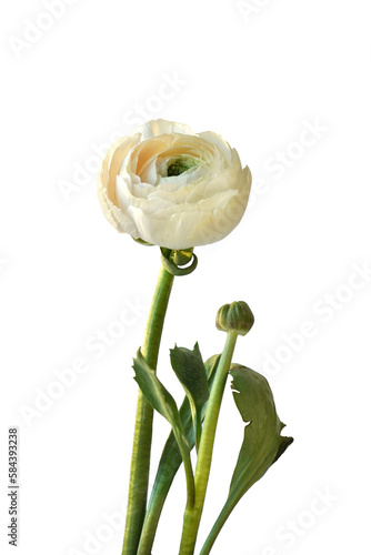 Ranunculus, White Flower