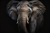 Elephant portrait on black background, generative ai