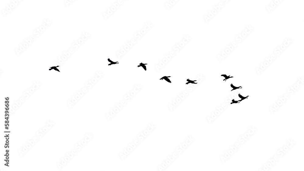 png flock of birds flying in sky isolated clear background - obrazy, fototapety, plakaty 