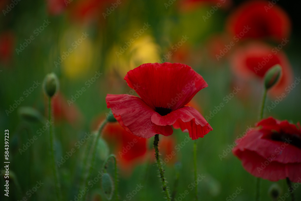 Beautiful Red Poppies. Poppy rhoeas in Soft Light. Flower symbol of remembrance day of warld wars. Never Again. Beautiful Red Poppies. Poppy rhoeas in Soft Light. Flower symbol of remembrance day of warld wars. Never Again.