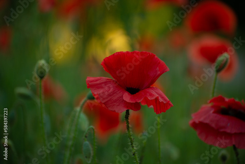 Beautiful Red Poppies. Poppy rhoeas in Soft Light. Flower symbol of remembrance day of warld wars. Never Again.