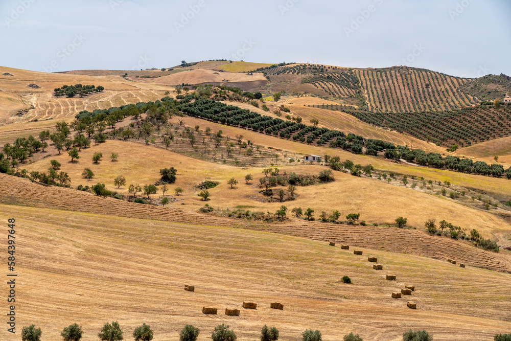 Fototapeta premium Countryside of Spain. Hills with agriculture. Avocado tree, orange tree. Fields of threshed wheat. Beautiful landscape in South of Spain, Andalucía province. 
