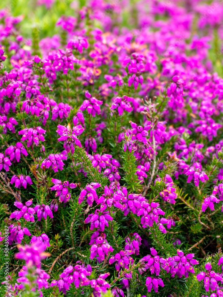 An inflorescence of flowers, a close-up shot. Wildflowers. An inflorescence of flowers, a close-up shot. Wildflowers.