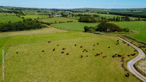 Cows graze on a green meadow on a sunny summer day, top view. Agricultural landscape, beautiful nature. A country road among fields. Agricultural fields of southern Ireland.