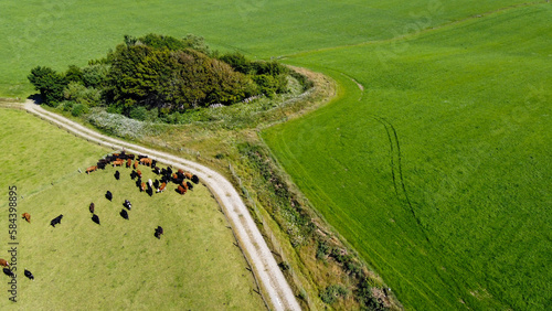 Cows on a meadow, summer, top view. Agricultural landscape, beautiful nature. A country road among fields. Agricultural fields of southern Ireland.