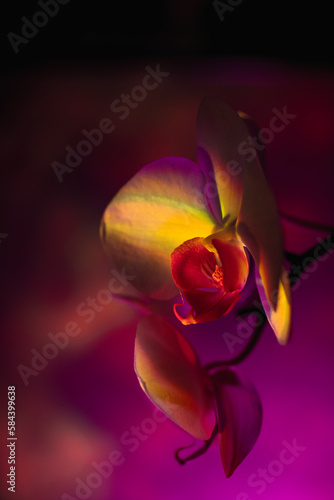  Orchid with color light