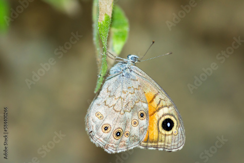 Large wall brown butterfly on a leaf, Lasiommata Maera photo