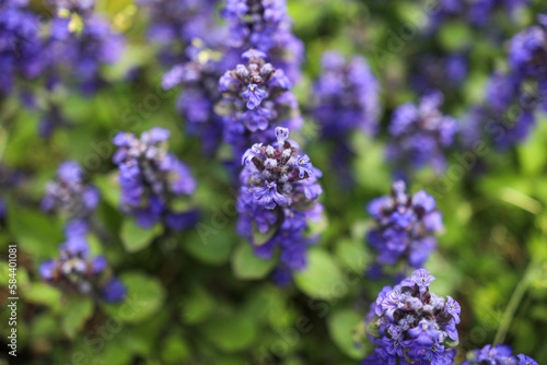 lavender flowers close up