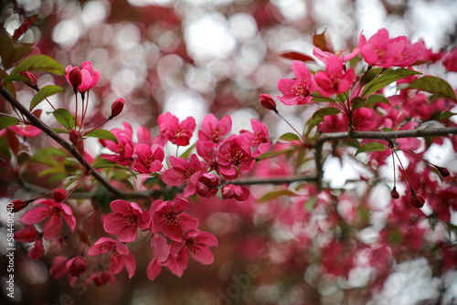 pink blossom