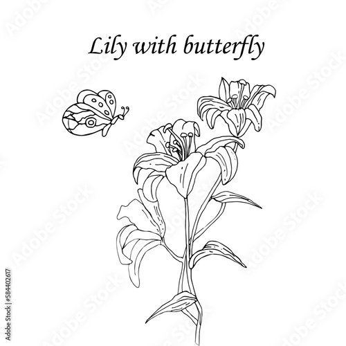 Sketch with lily flower and butterfly on an isolated background