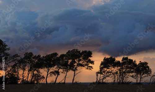Bäume mit Wolken in der Abenddämmerung an der Ostsee
