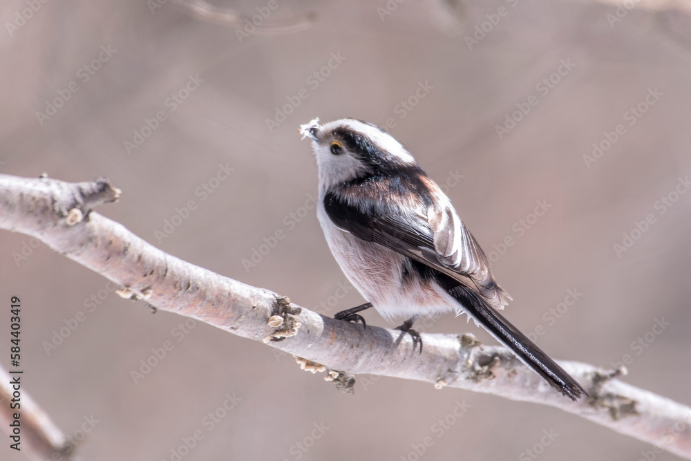 Long-tailed tit (Aegithalos caudatus), also named long-tailed bushtit with beak full of feathers for nest preparation. Italian Alps, February.