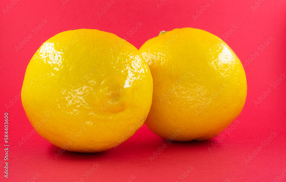 lindo limão siciliano amarelo lindo limão siciliano amarelo