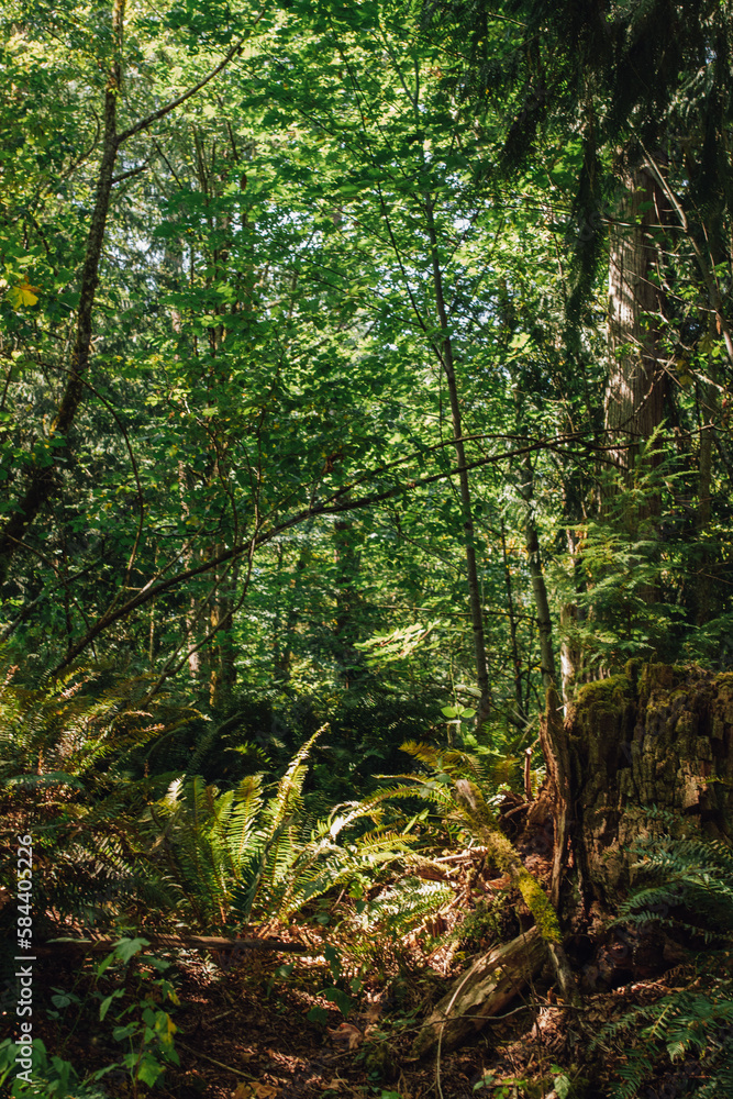 Pacific Northwest forest in the Evergreen state