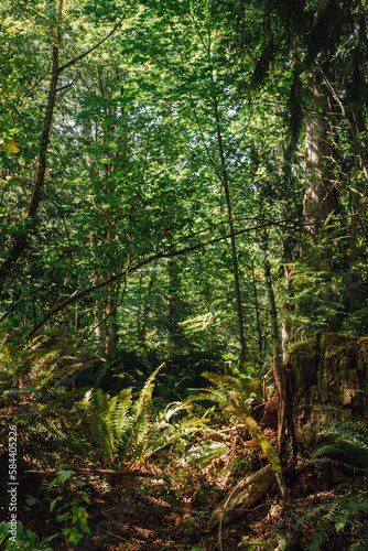 Pacific Northwest forest in the Evergreen state © Nicole Kandi