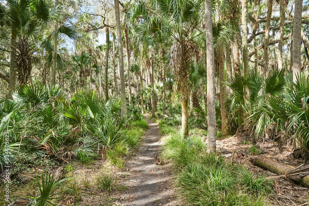 A path through a tropical forest. The path is lined with palm trees and palmettos. A path through a tropical forest. The path is lined with palm trees and palmettos.