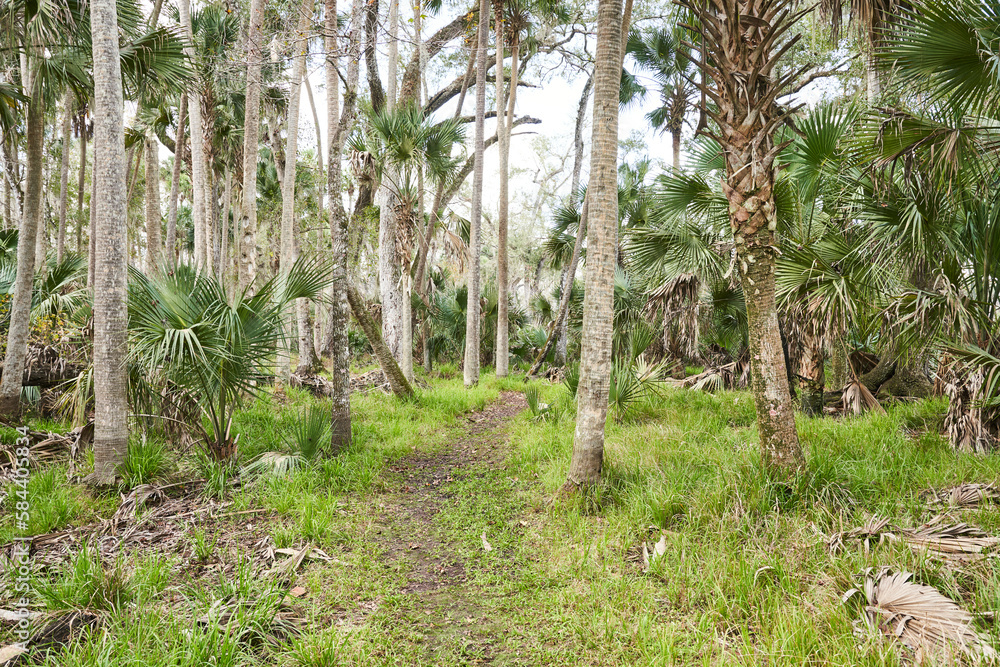 Fototapeta premium A path through a tropical forest lined with grass, palm trees, and palmettos