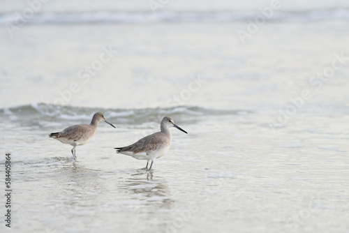 Willets in the ocean