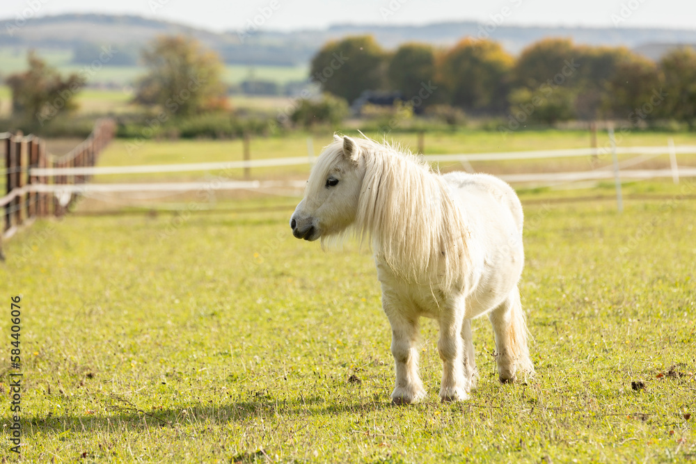 Obraz premium Portrait of white shetland pony with beautiful long mane