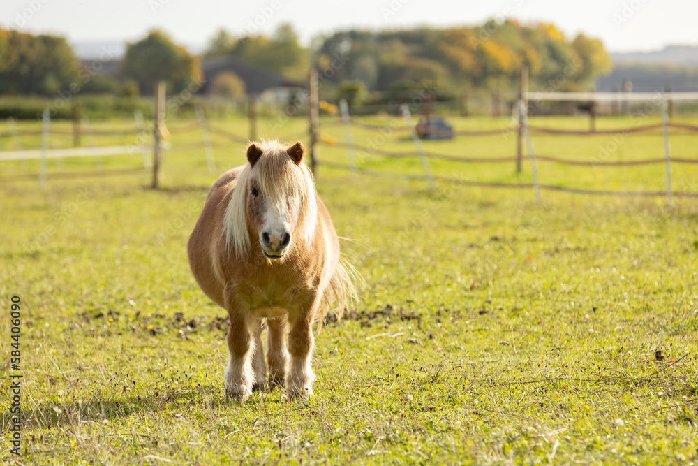 Obraz premium Gorgeous minishetland pony in freedom in autumn