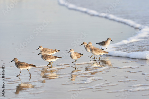 A flock of dowitchers running along the beach photo