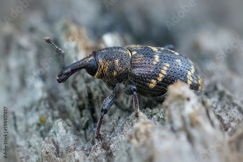 Closeup of the colorful large pine weevil  Hylobius abietis  a major pest of coniferous trees
