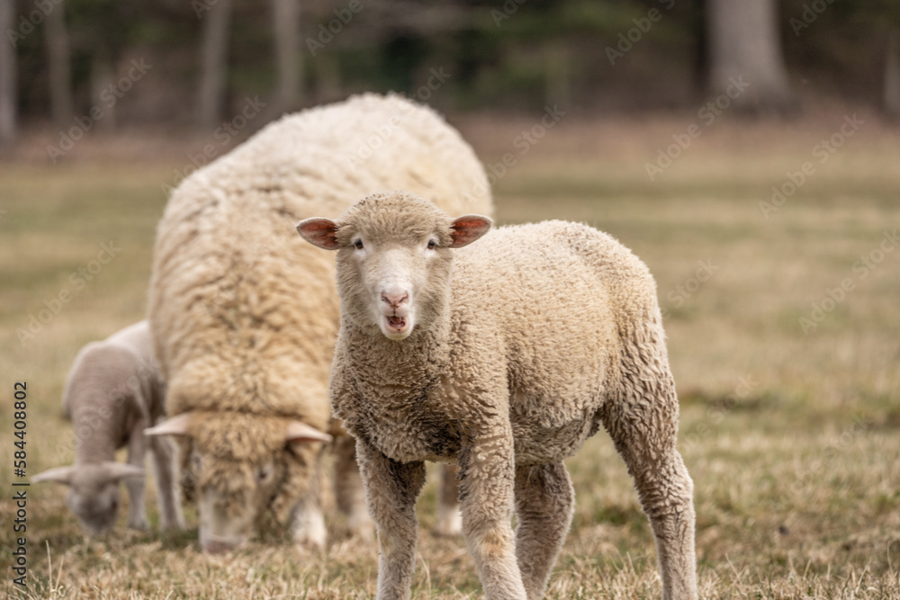 Funny Looking Sheep in Field Looking at Camera Funny Looking Sheep in Field Looking at Camera