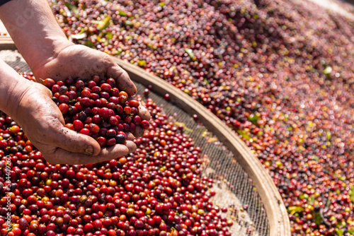 Tableau sur toile Hands holding freshly harvested coffee beans from the plantation